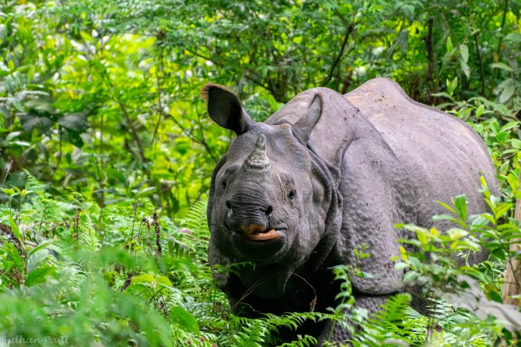 Manas National Park Sightseeing