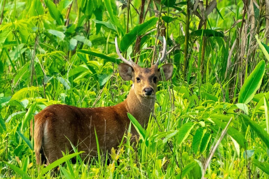 Manas National Park Sightseeing