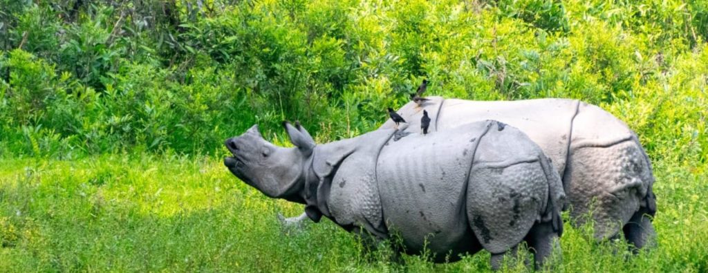 Manas National Park Travel Tips