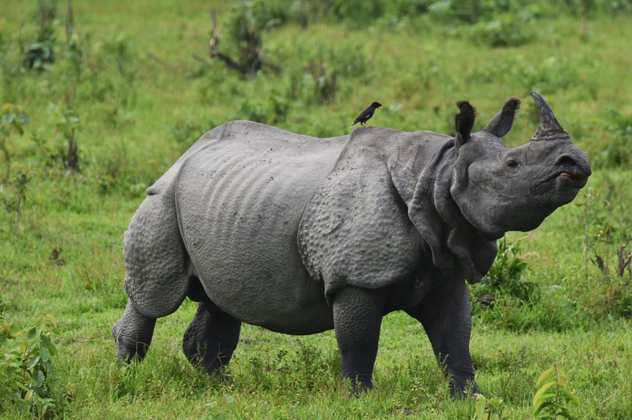 Manas Wildlife Safaris