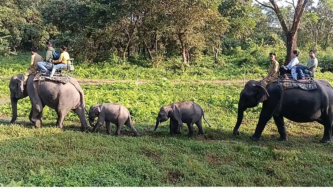 About Manas Wildlife Safaris