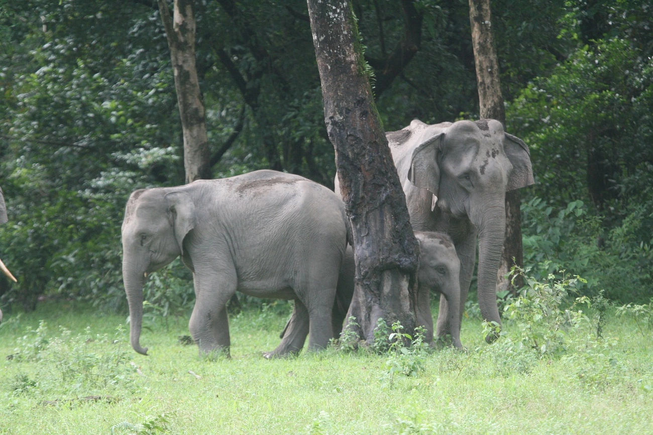 Elephant safari in Manas